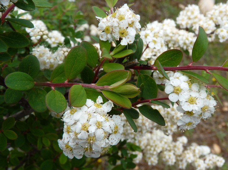 Spiraea myrtilloides photo 8