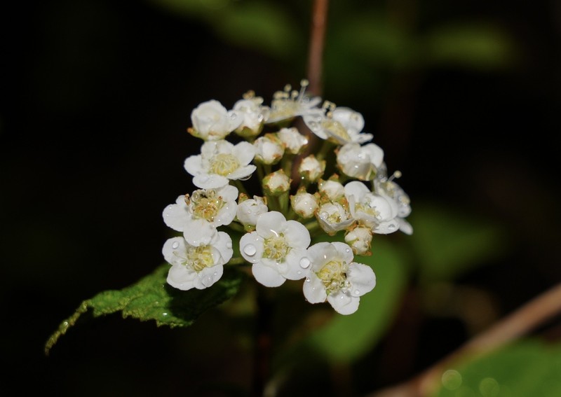 Spiraea nervosa