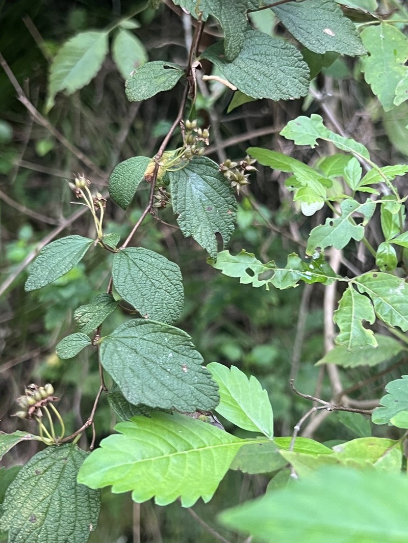 Spiraea nervosa photo 2