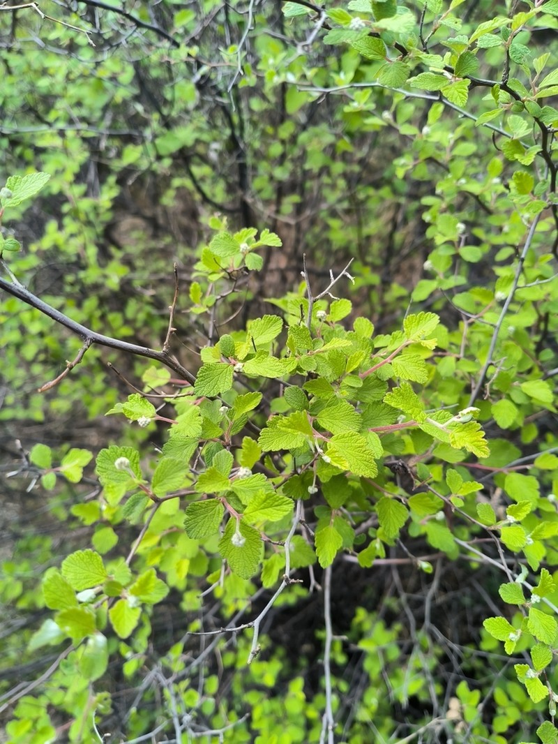 Spiraea nervosa photo 3