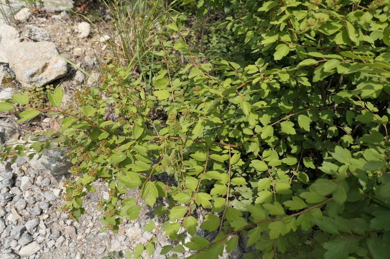 Spiraea nervosa photo 4