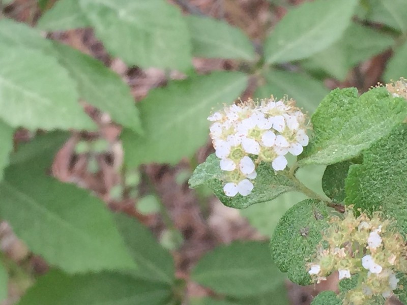 Spiraea nervosa photo 5