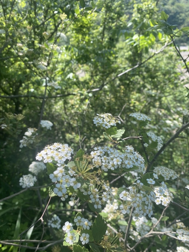 Spiraea nervosa photo 7