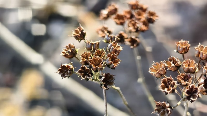 Spiraea nervosa photo 8