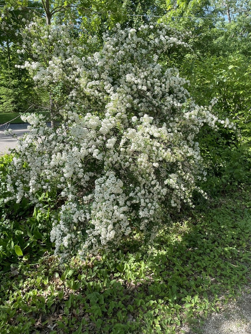 Spiraea nipponica photo 7