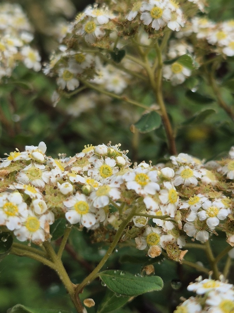 Spiraea nipponica photo 6