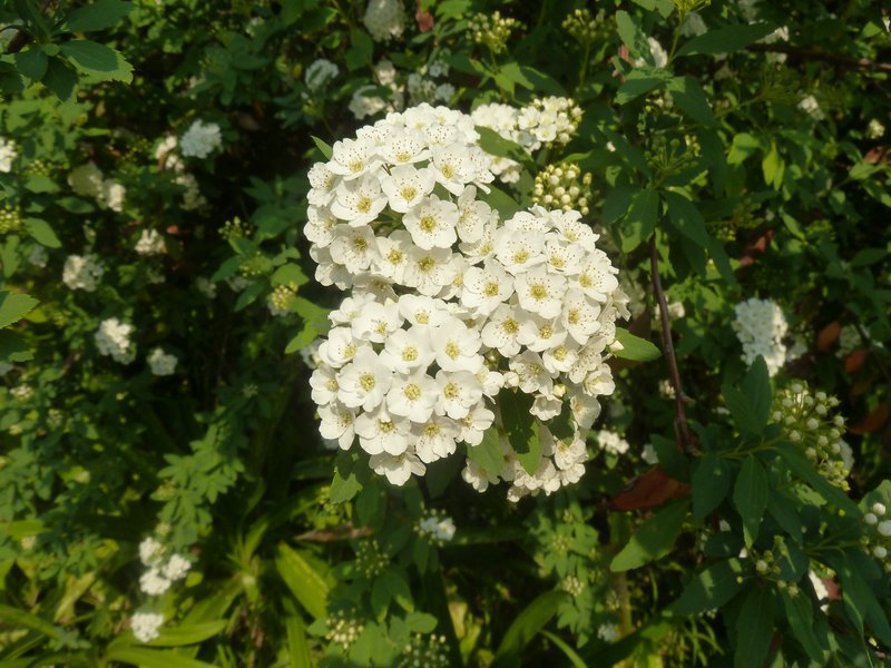 Spiraea nipponica