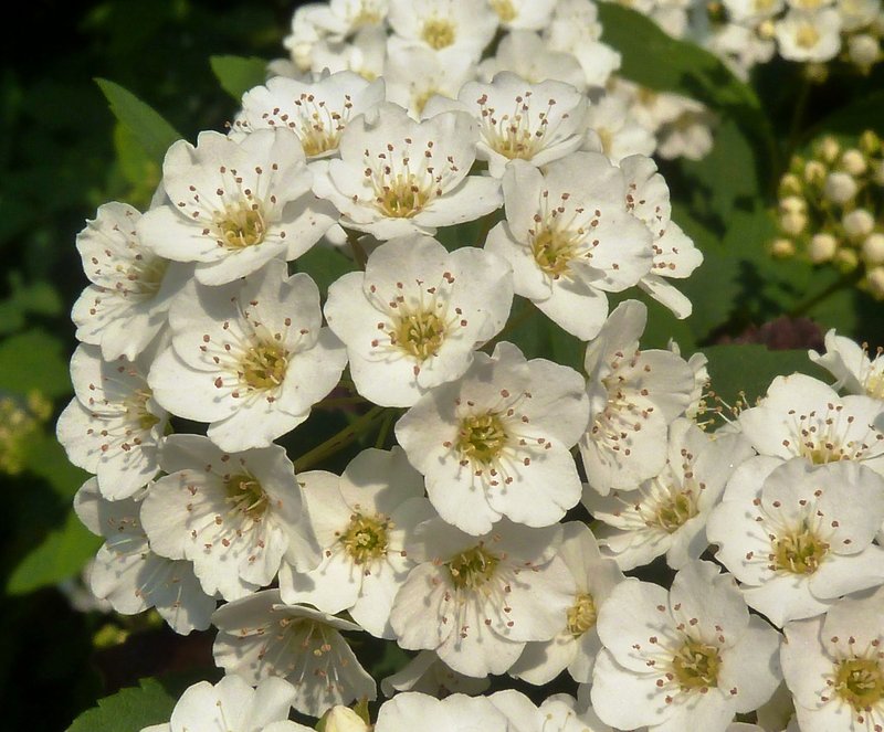 Spiraea nipponica