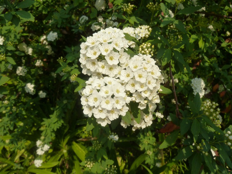 Spiraea nipponica photo 3