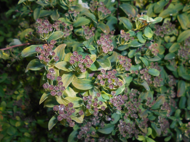 Spiraea nipponica photo 5