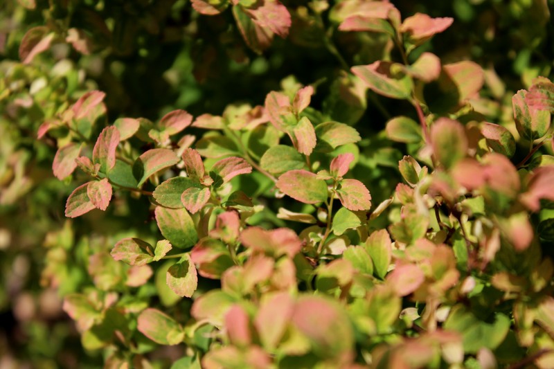 Spiraea nipponica photo 3