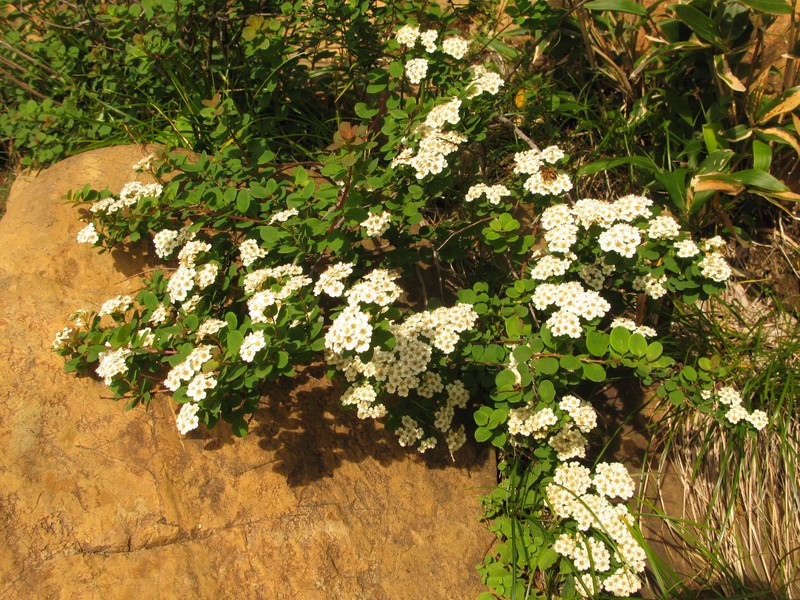 Spiraea nipponica photo 4