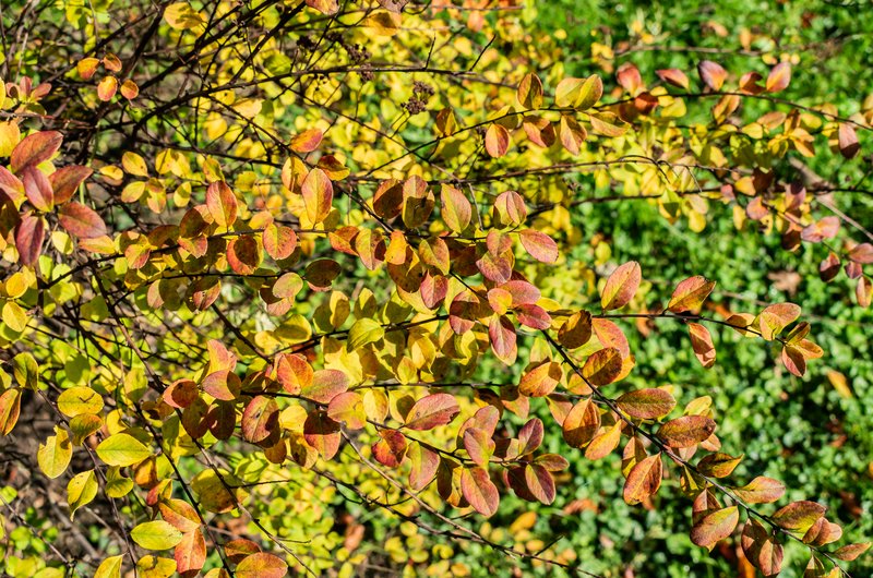 Spiraea nipponica
