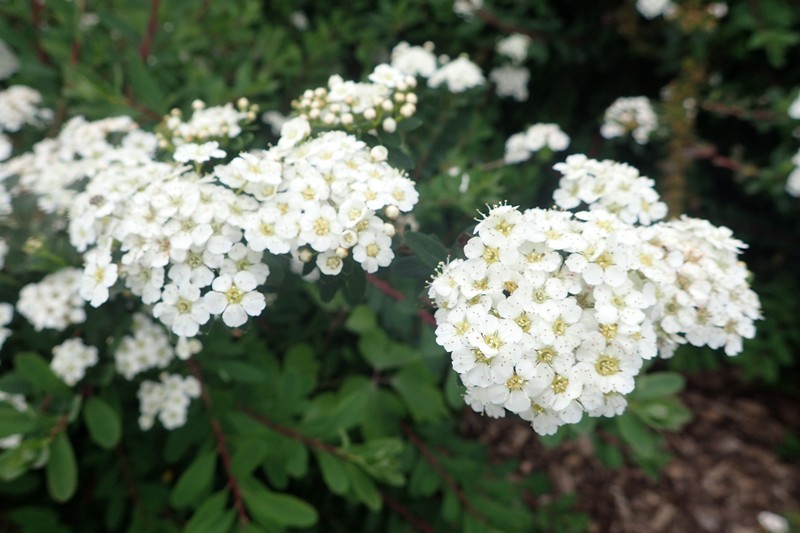 Spiraea nipponica var. tosaensis