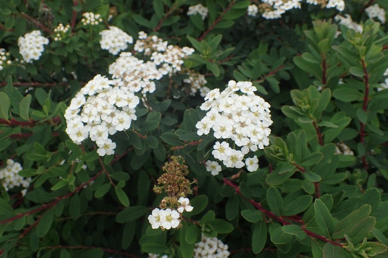 Spiraea nipponica var. tosaensis photo 2