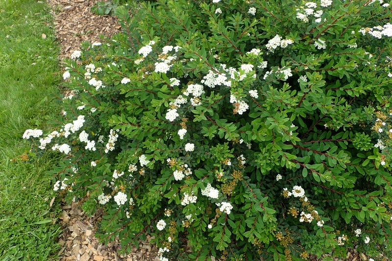 Spiraea nipponica var. tosaensis photo 3
