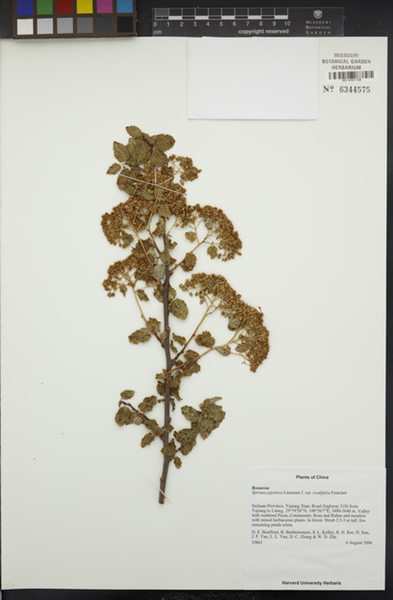 Spiraea ovalifolia