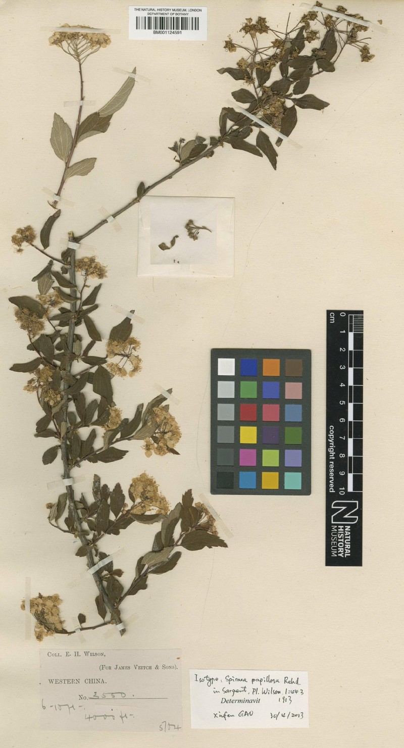 Spiraea papillosa
