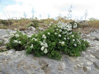 Spiraea pilosa