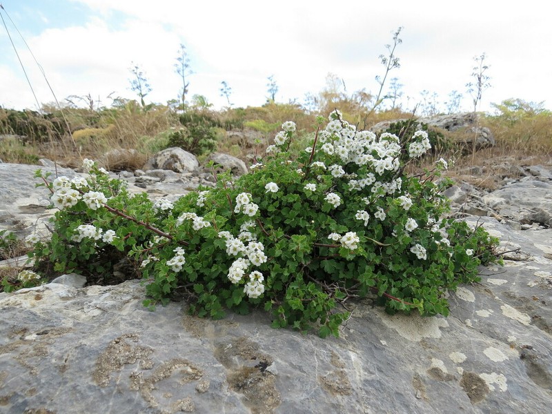 Spiraea pilosa