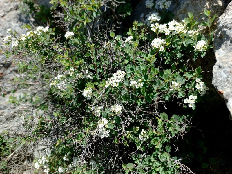 Spiraea pilosa photo 2