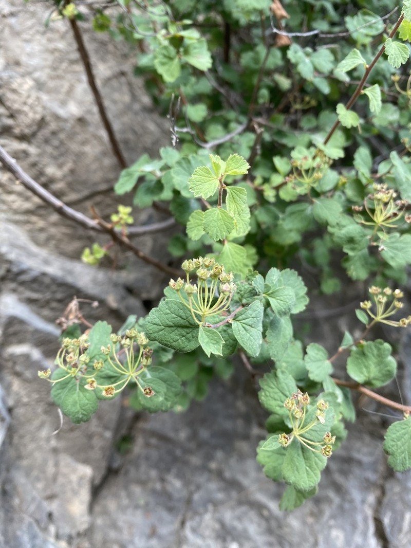 Spiraea pilosa photo 3