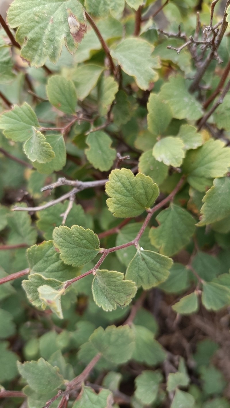 Spiraea pilosa photo 4