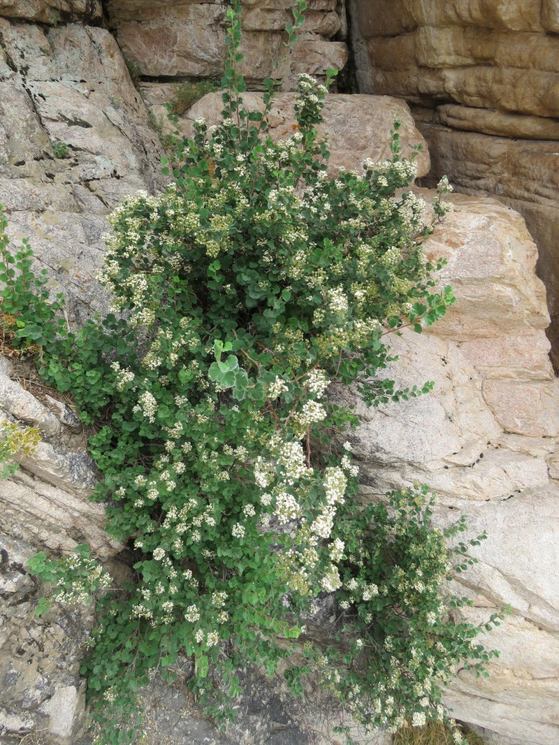 Spiraea pilosa photo 5