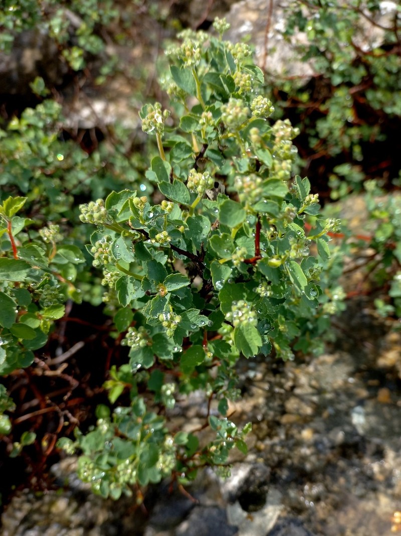 Spiraea pilosa photo 7