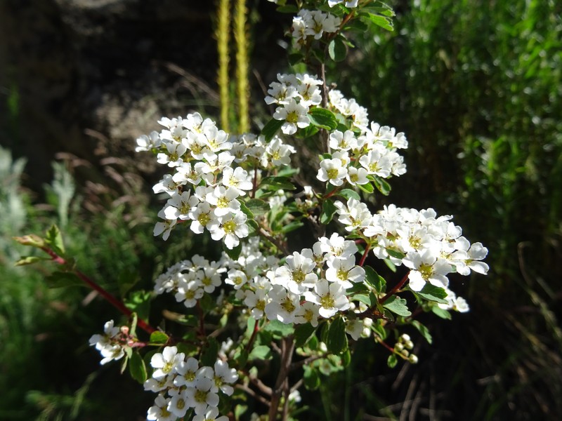 Spiraea pilosa photo 8