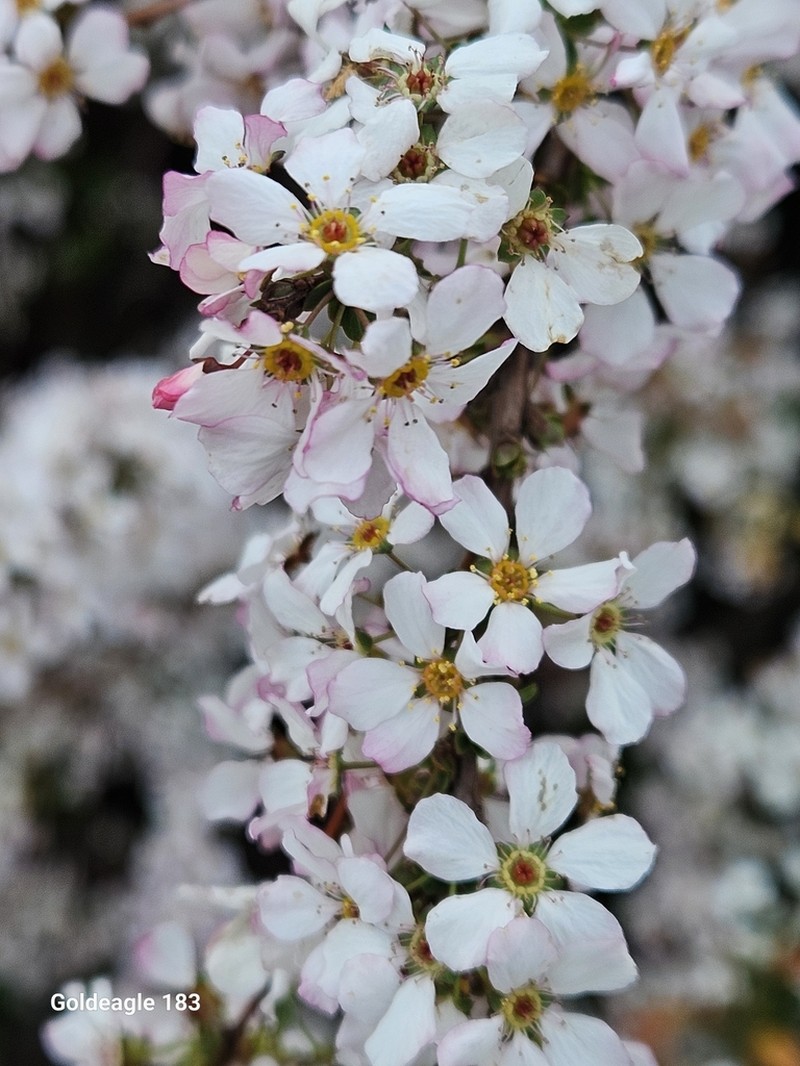Bridalwreath Spirea photo 2