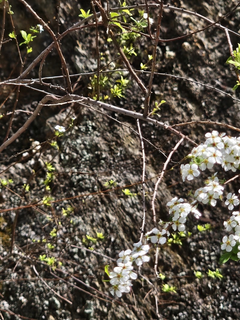 Bridalwreath Spirea photo 3