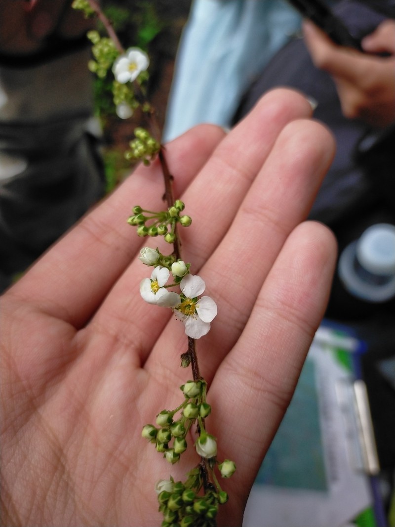 Bridalwreath Spirea photo 4