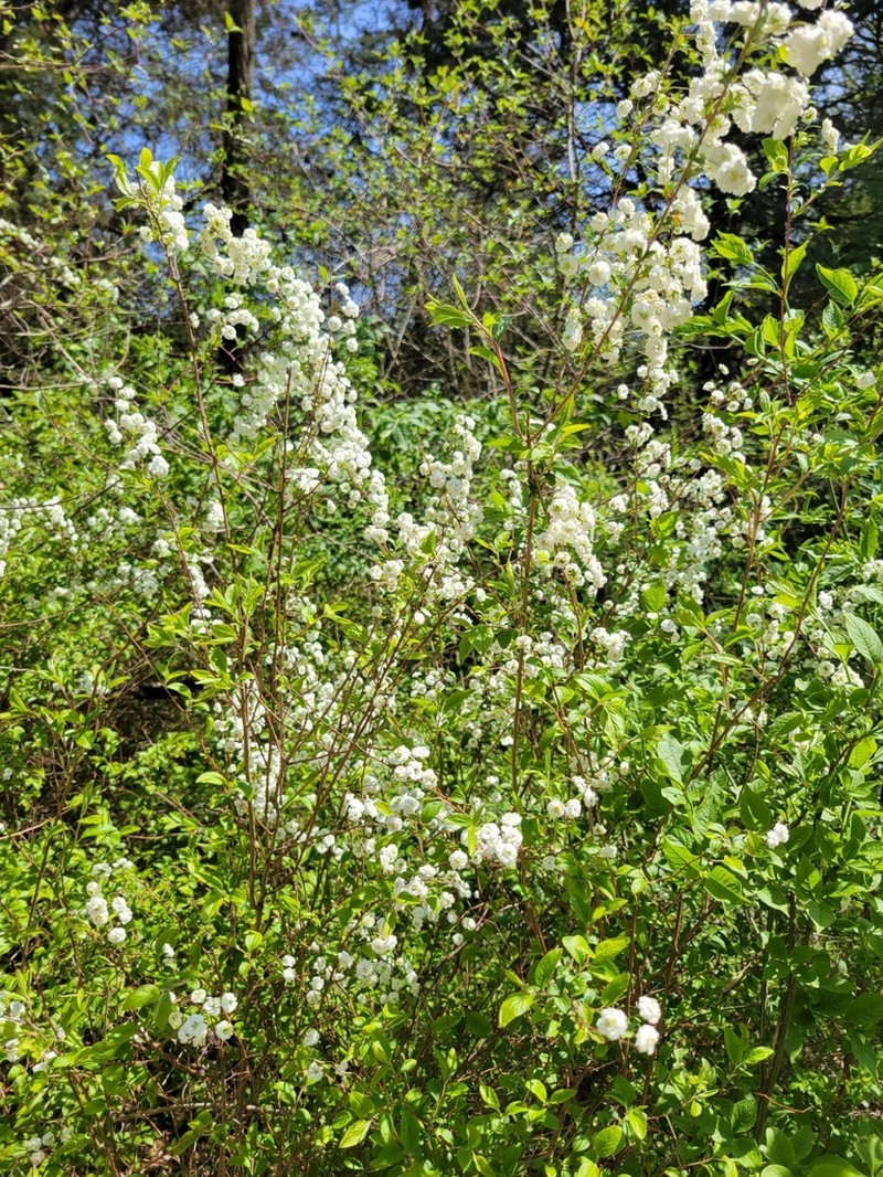 Bridalwreath Spirea photo 5