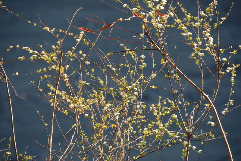 Bridalwreath Spirea photo 6
