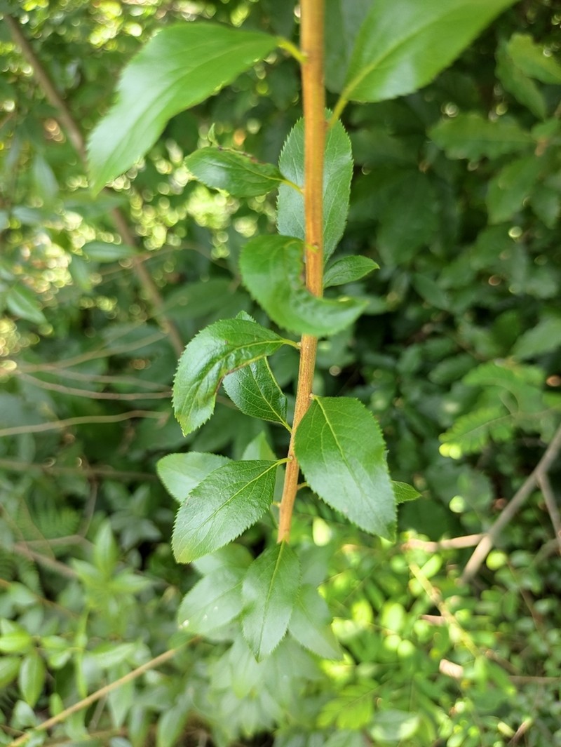 Bridalwreath Spirea photo 7
