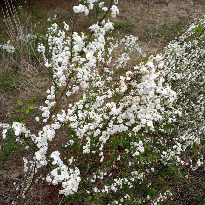 Bridalwreath Spirea photo 8