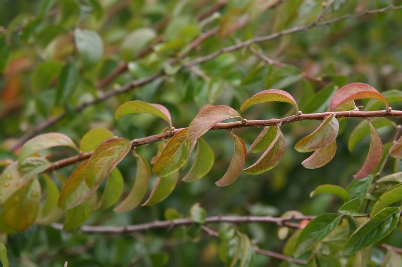 Bridalwreath Spirea photo 5