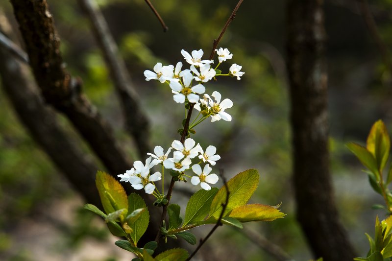 Bridalwreath Spirea