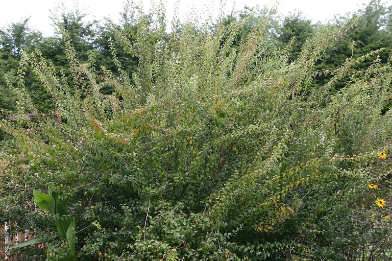 Bridalwreath Spirea photo 2