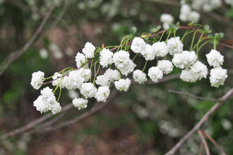 Bridalwreath Spirea photo 3