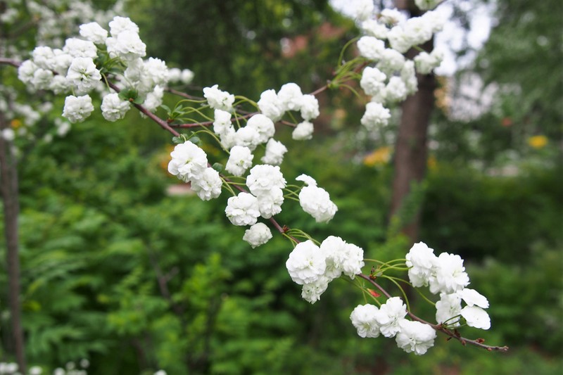 Bridalwreath Spirea photo 4