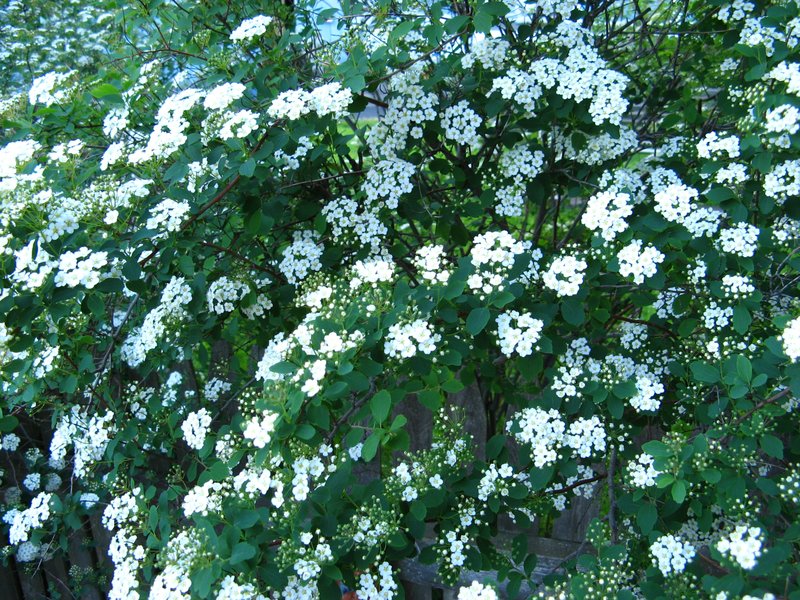 Bridalwreath Spirea photo 6