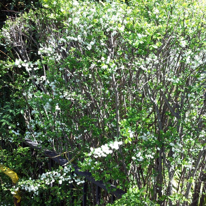 Bridalwreath Spirea photo 7