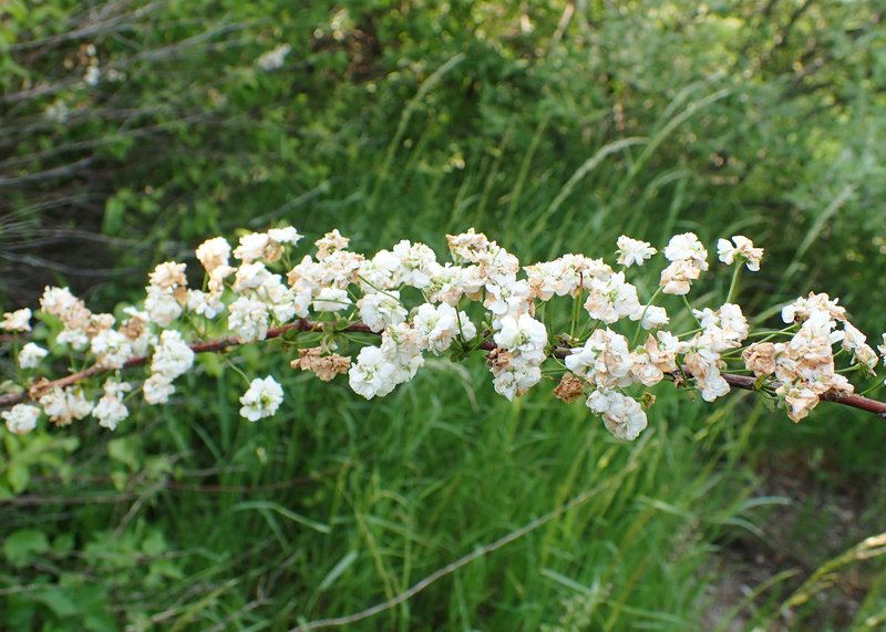 Bridalwreath Spirea photo 8