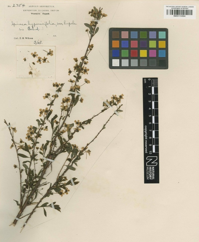 Spiraea prunifolia var. hupehensis