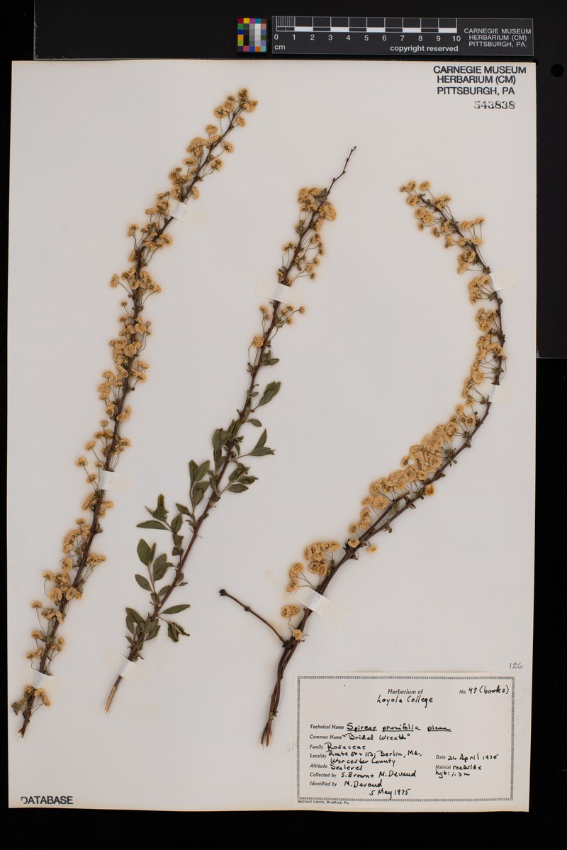 Spiraea prunifolia var. prunifolia