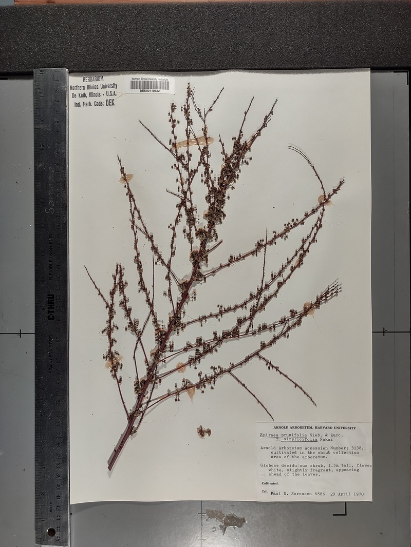Spiraea prunifolia var. prunifolia photo 2