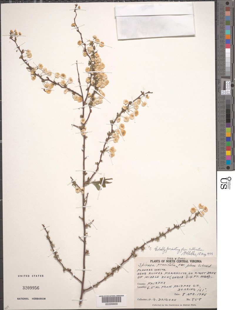 Spiraea prunifolia var. prunifolia photo 3