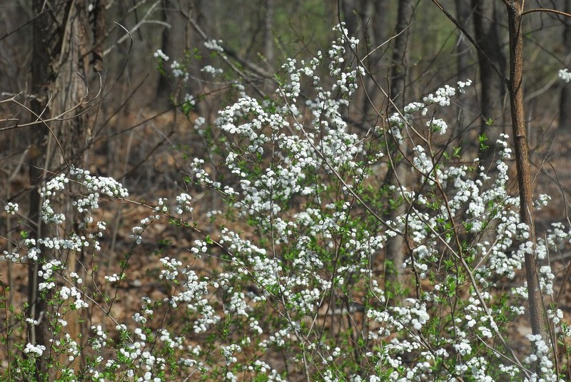 Spiraea prunifolia var. prunifolia photo 4
